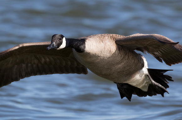 #983 - Canadian Goose