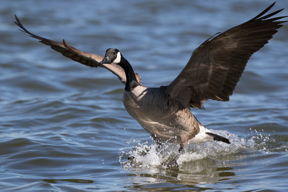 #984 - Canadian Goose