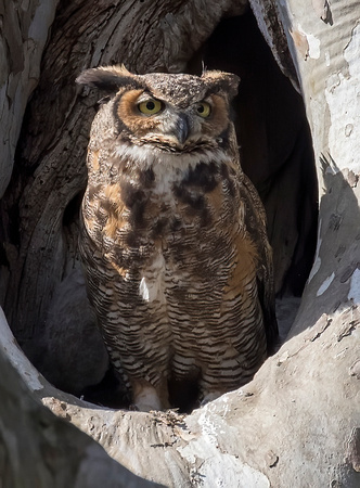 #1035 - Great Horned Owl