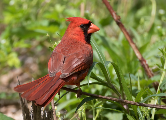 #1038 - Cardinal