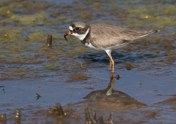 #1065 - Semipalmated Plover