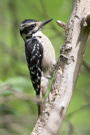 #1080 - Hairy Woodpecker
