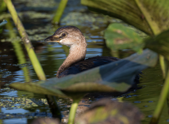 #1155 - Grebe in the Reeds
