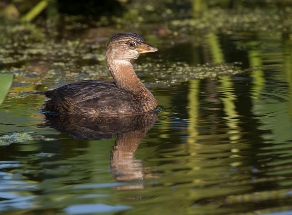 #1156 - Grebe in the Reeds