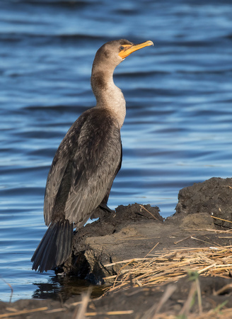 #1164 - Double-crested Cormorant