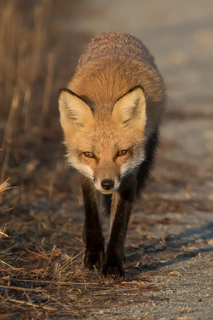 #1181 - Red Fox