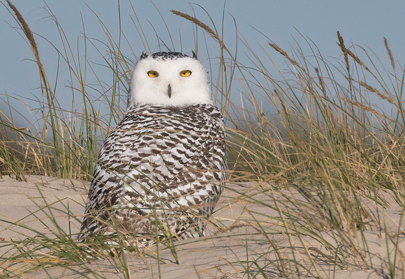 #1207 - Snowy Owl