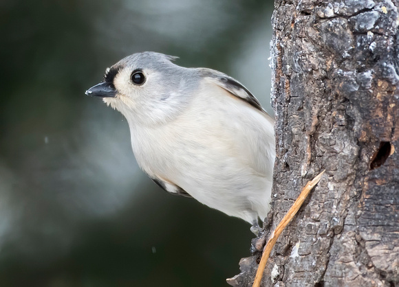 #1210 - Tufted Titmouse
