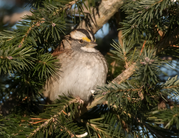 #1220 - White-throated Sparrow