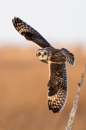 #1222 - Short-eared Owl