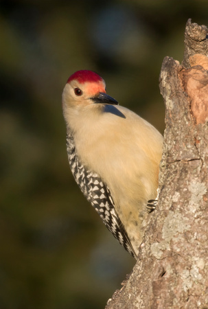#1217 - Red-bellied Woodpecker