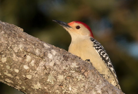 #1216 - Red-bellied Woodpecker