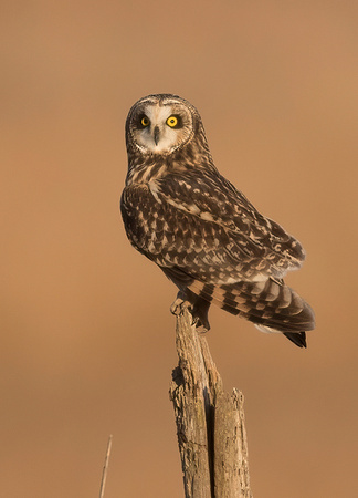 #1232 - Short-eared Owl