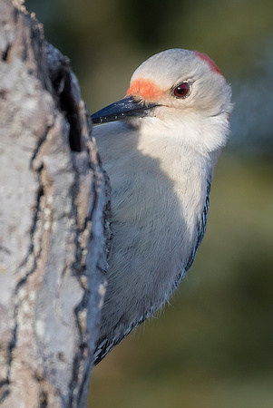 #1235 - Red-bellied Woodpecker