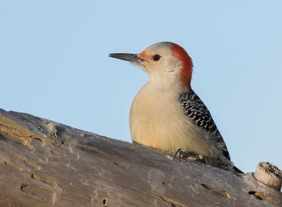 #1234 - Red-bellied Woodpecker