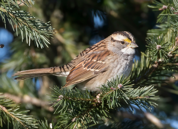 #1237 - White-throated Sparrow