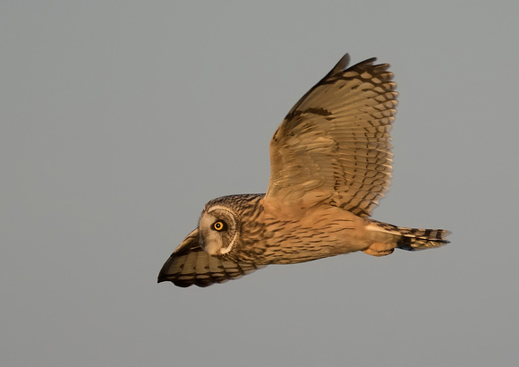 #1239 - Short-eared Owl