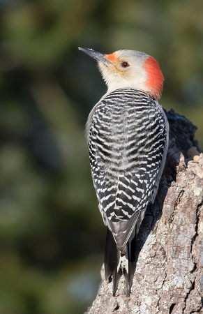 #1236 - Red-bellied Woodpecker