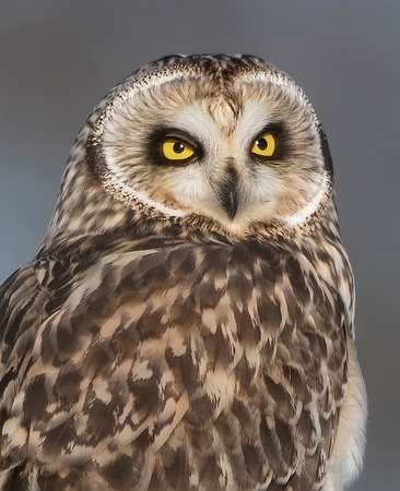 #1247 - Portrait of a Short-eared Owl