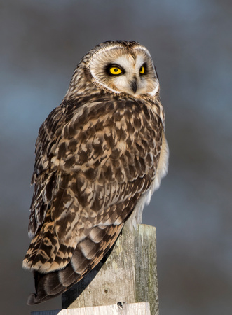 #1249 - Short-eared Owl