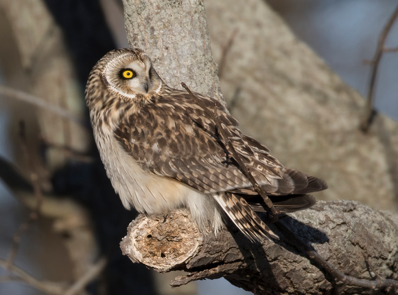 #1250 - Short-eared Owl