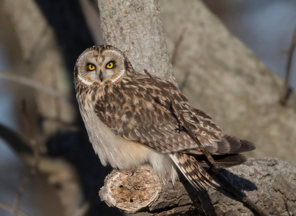 #1251 - Short-eared Owl