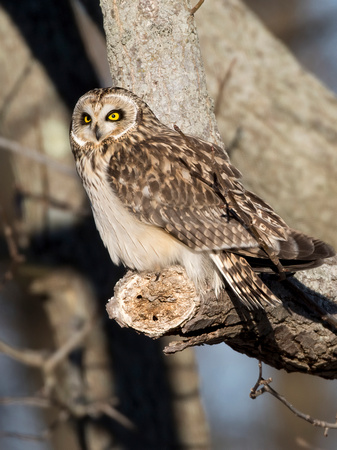 #1252 - Short-eared Owl