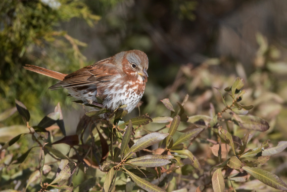 #1254 - Fox Sparrow
