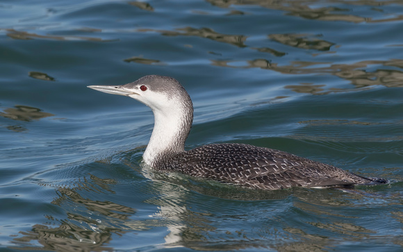 #1284 - Red-throated Loon