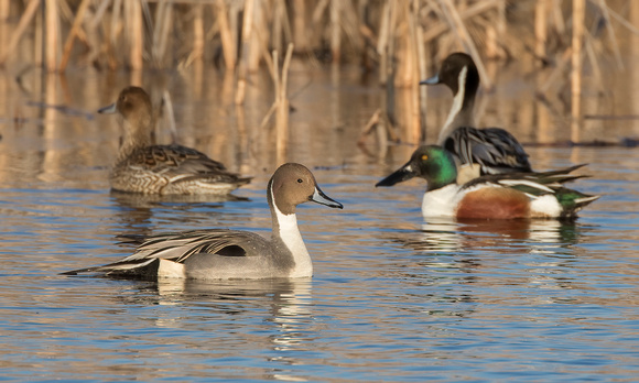 #1290 - Pintails