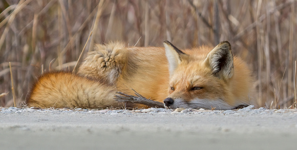 #1293 - Sleppy Fox