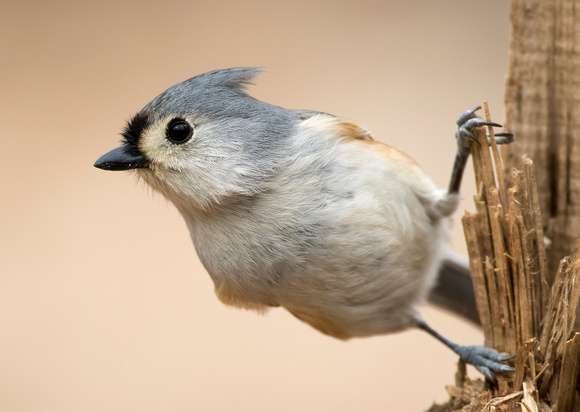 #1296 - Tufted Titmouse