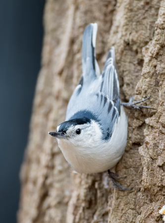 #1297 - White-breasted Nuthatch