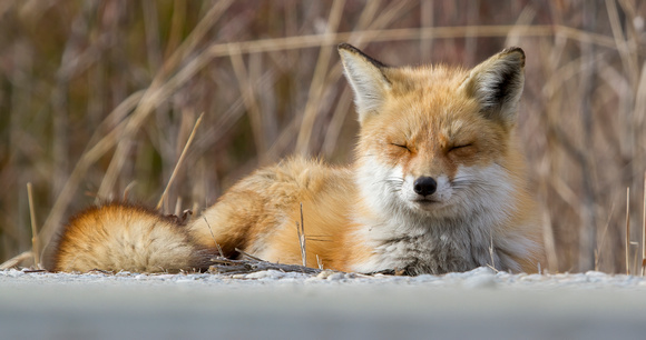 #1294 - Sleepy Fox