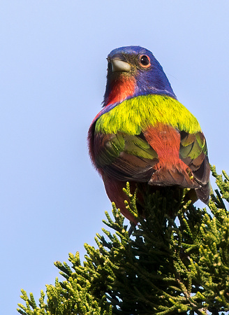 #1312 - Painted Bunting