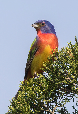 #1314 - Painted Bunting