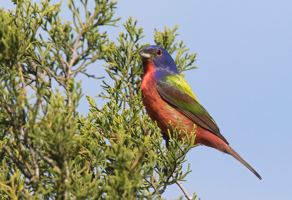 #1311 - Painted Bunting (2)