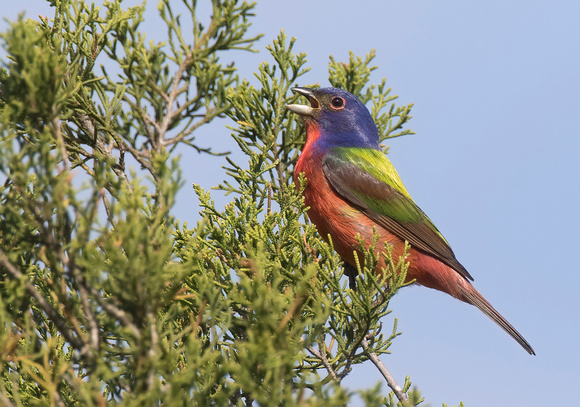 #1313 - Painted Bunting
