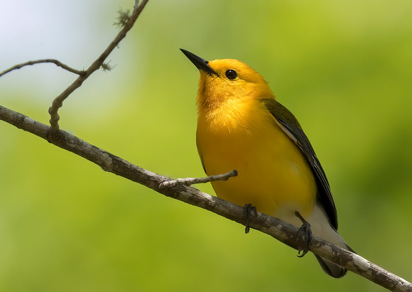 #1317 - Prothonotary Warbler