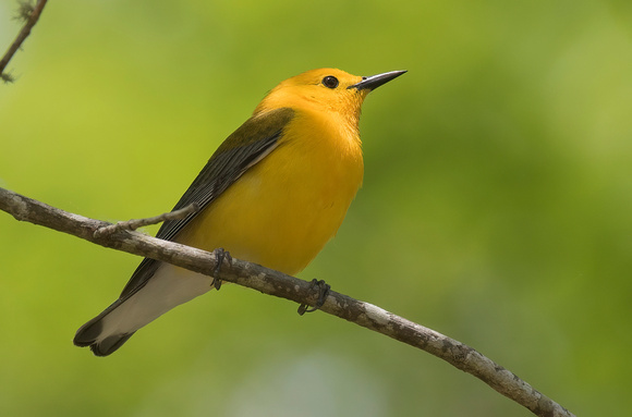 #1316 - Prothonotary Warbler