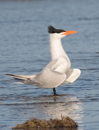#1359 - Royal Tern