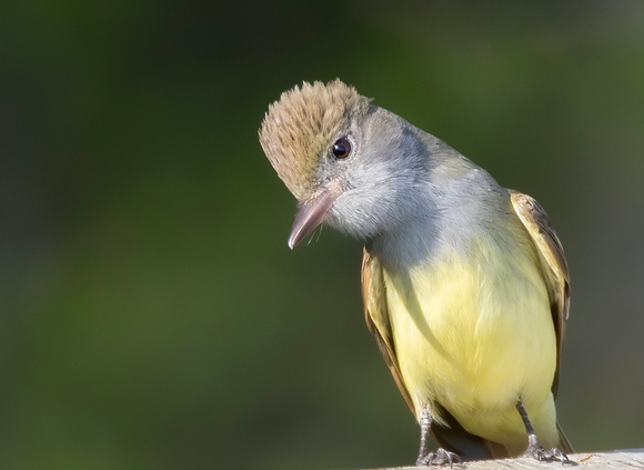 #1361 - Great Crested Flycatcher