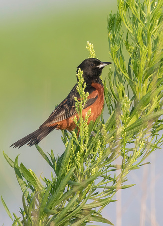 #1374 - Orchard Oriole