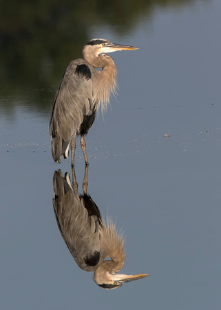 #1405 - Reflection of a Blue Heron