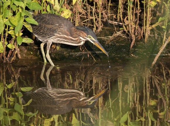 #1403 - Reflection of a Green Heron 2