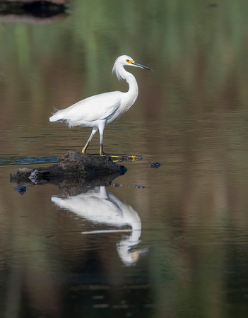 #1408 - Reflection of a Snowy Egret