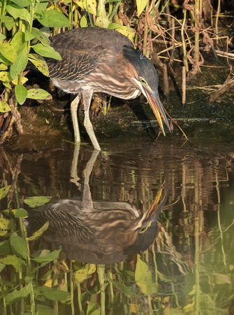 #1402 - Reflection of a Green Heron