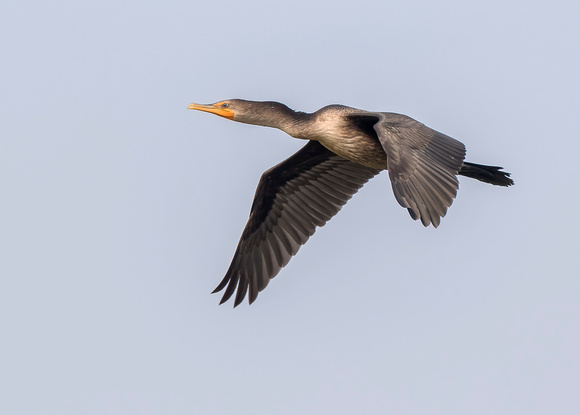 #1413 - Double-crested Cormorant