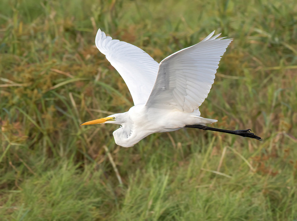#1411 - Great Egret Flyby