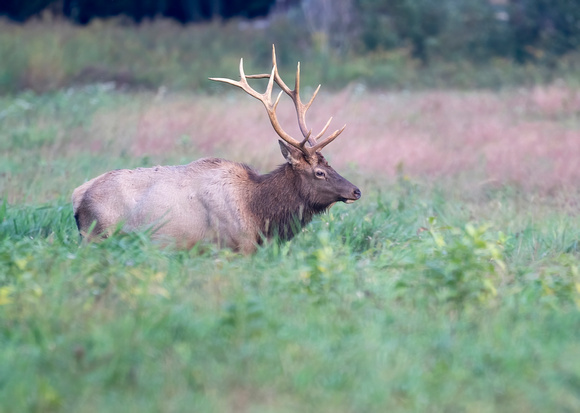 #1429 - Bull Elk